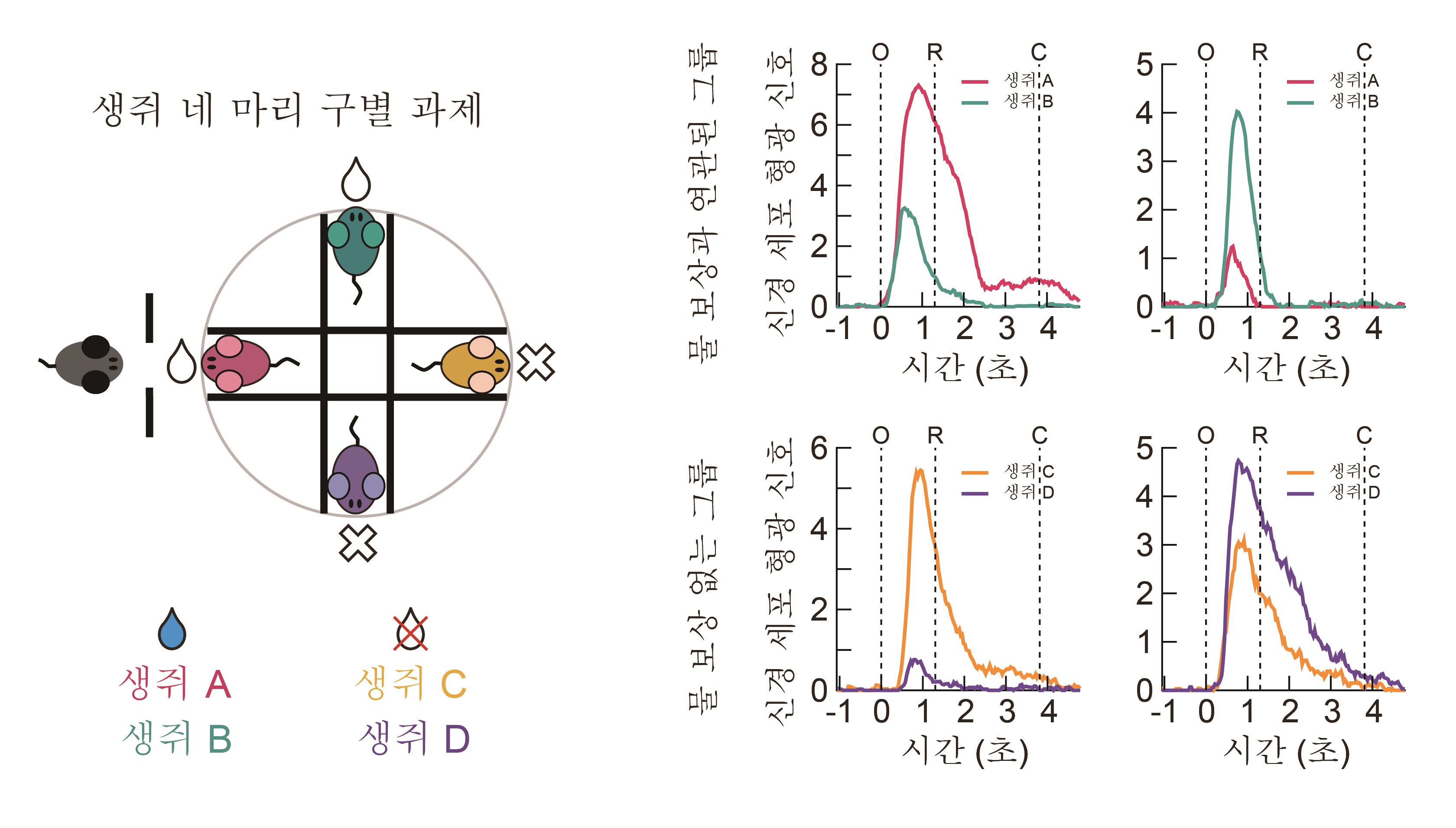 [그림 3] 해마 CA1 영역에 존재하는 개체를 인지하는 신경 세포의 활성
            해마의 상단부(등쪽) CA1 영역에 신경 세포 중 물 보상 그룹 내의 두 마리의 생쥐를 구별하거나 물 보상과 연관되지 않은 그룹의 생쥐 두 마리를 구별하는 신경 세포가 존재한다.