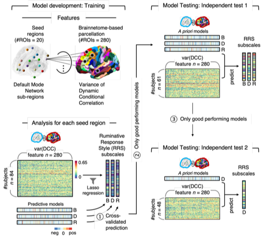 Figure 1. Model development procedure. For the model development, the researchers first predefined 20 seed regions within the DMN. Then the variance of the dynamic connectivity (written as DCC in the figure) between each DMN seed region and 280 brain parcels was calculated from 84 participants. Using the variance of dynamic connectivity as inputs, the researchers trained predictive models for the subscales of the Ruminative Response Scale (RRS) which measures different aspects of rumination. The “B” stands for the brooding subscale, “D” for the depressive rumination subscale, and “R” for the reflective pondering subscale.