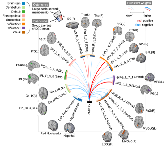 Figure 2. Rumination predictive model. The color of each line indicates a sign, and the thickness indicates the strength of connectivity between the dorsomedial prefrontal cortex (indicated as dMPFC in the figure) and other brain regions that were important in predicting rumination.
            