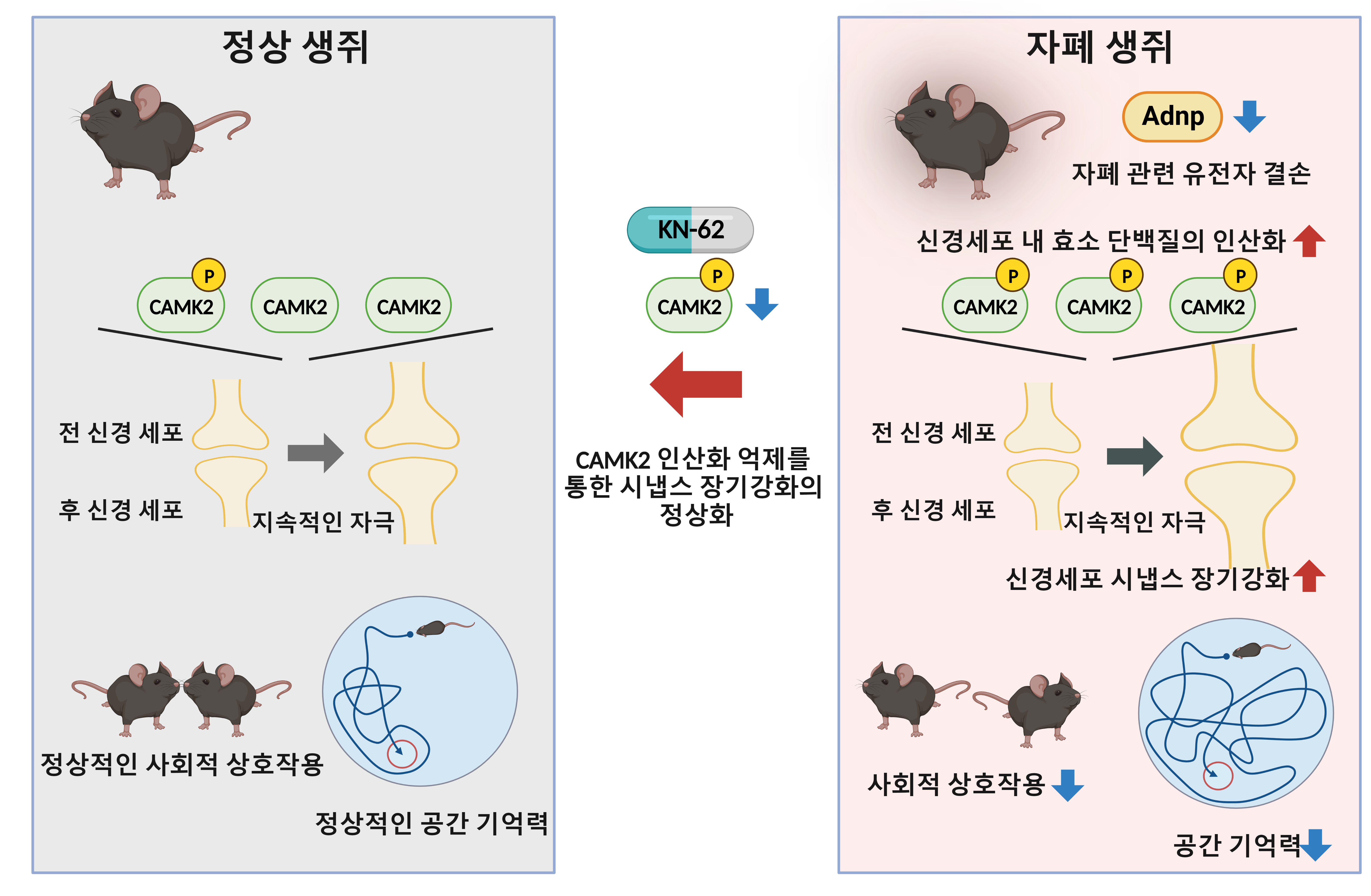 [그림 1]  ADNP 결손 자폐 생쥐의 시냅스 이상과 회복
            자폐 관련 유전자인 ADNP 결손 생쥐의 해마에서 칼슘 의존성 효소인 CAMK2의 인산화가 증가하면서 시냅스 장기 강화가 증가했다. 이는 생쥐의 공간 기억력과 사회적 상호작용의 감소를 유발했다. 연구진은 CAMK2의 인산화를 억제할 수 있는 약물(KN-62) 이용하여 시냅스 장기 강화와 신경전달을 정상수준으로 회복시켰다.