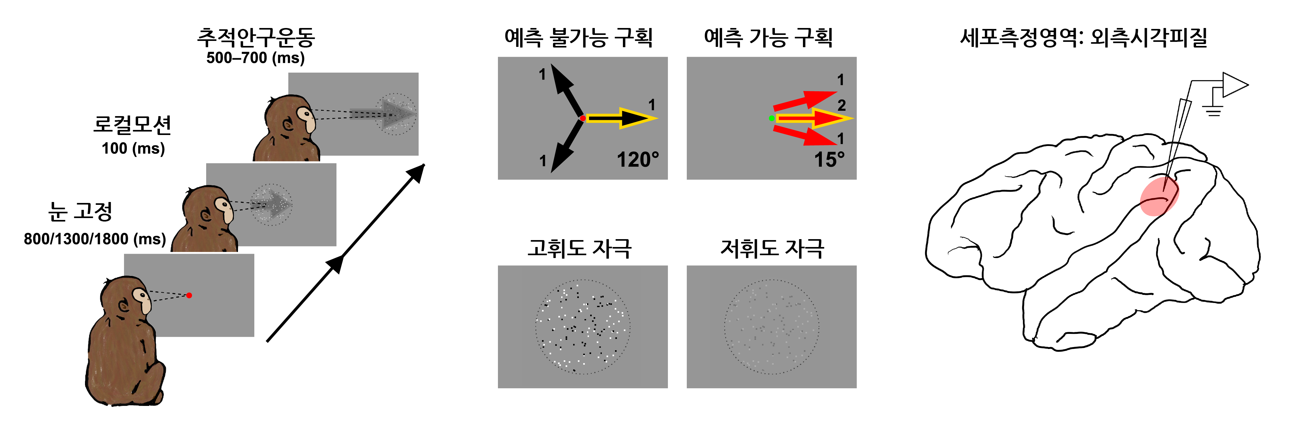 [그림 1] 행동실험 및 세포측정영역
        [왼쪽] 각 실험에서 원숭이는 움직이는 무작위 점 키네마토그램(random-dot kinematogram)의 중심에 시선을 유지해야 한다. [중앙] 시각 자극물의 방향예측 가능 여부는 각 구획 (block)에서의 자극물 방향들과 그 빈도비율에 의해 결정되며, 감각 정보량은 키네마토그램 점들의 휘도 대비(luminance contrast)로 결정된다. 두 원숭이에서 모두, 자극물의 휘도가 낮으면서 자극물의 방향이 예측 가능할 때, 추적안구운동 방향들의 편차가 줄어들었다. [오른쪽] 세포활동의 측정은 외측시각피질(middle temporal area)에서 이루어졌다.