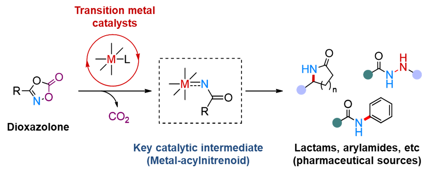 Figure 2. Transition metal-catalyzed amidation using dioxazolone reagent Metal-acylnitrenoid species is proposed as the key catalytic intermediate, which leads to valuable nitrogen-containing molecules including lactams, and acrylamides, which are recognized as important scaffolds in pharmaceuticals and bioactive natural products.
            