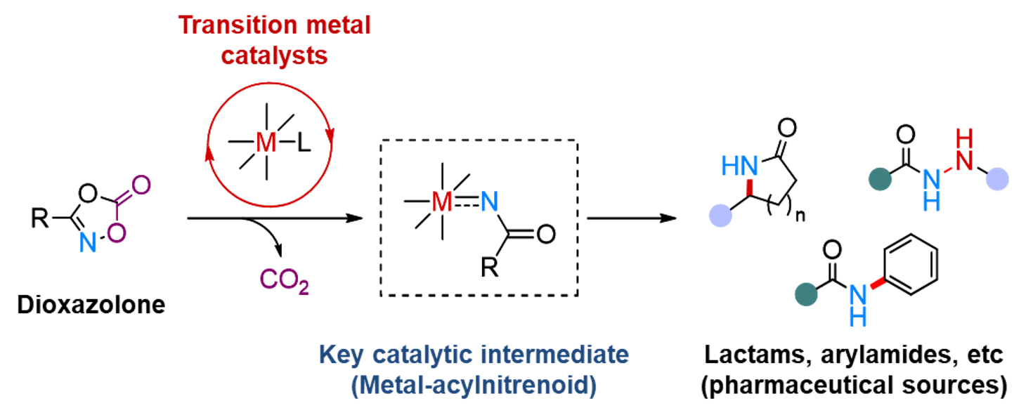 Figure 2. Transition metal-catalyzed amidation using dioxazolone reagent Metal-acylnitrenoid species is proposed as the key catalytic intermediate, which leads to valuable nitrogen-containing molecules including lactams, and acrylamides, which are recognized as important scaffolds in pharmaceuticals and bioactive natural products.
            