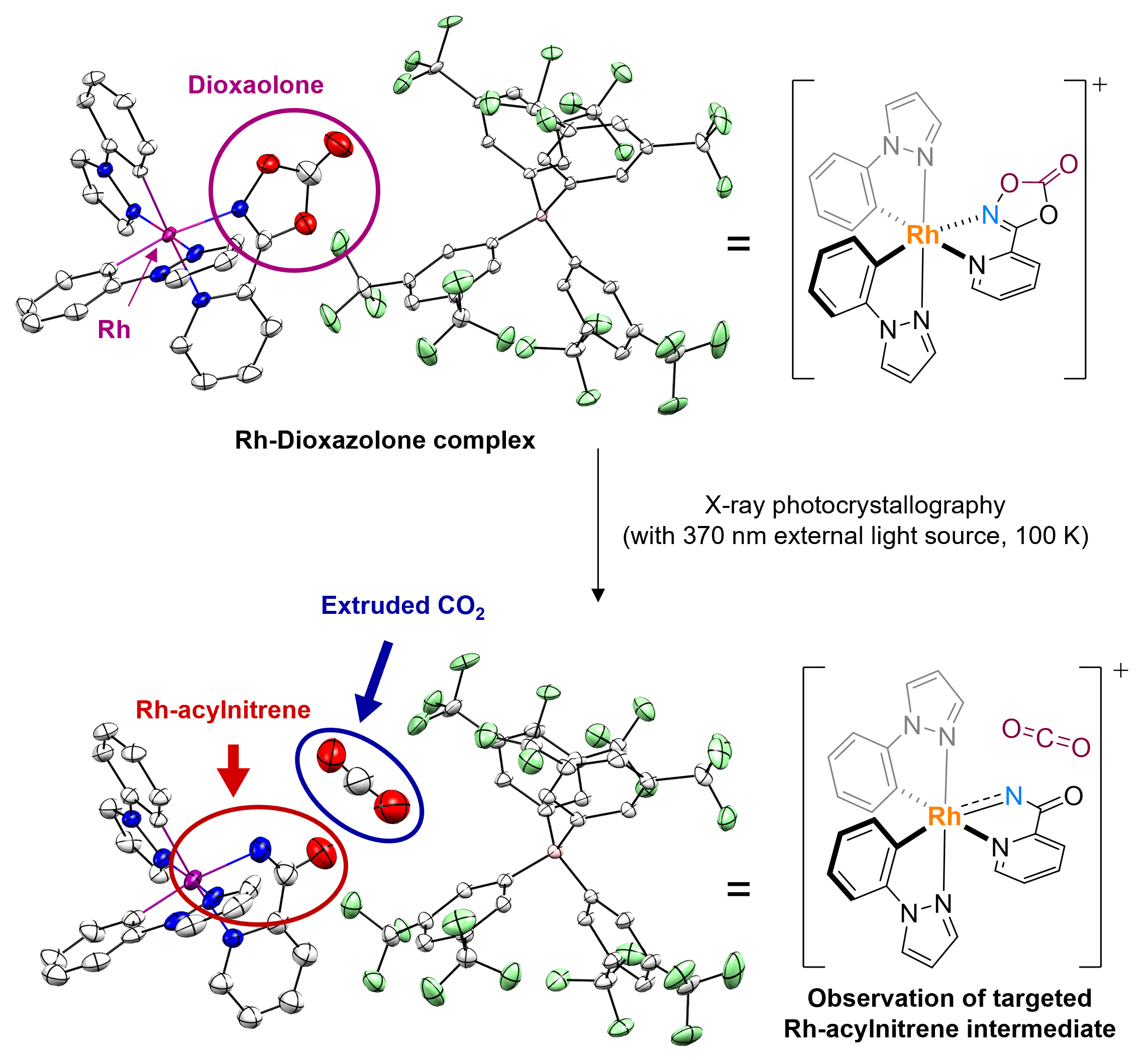 Figure 3. Access to rhodium-acylnitrenoid intermediate via X-ray photocrystallographic analysis
            By using the single crystal of the rhodium-bound dioxazolone coordination complex, the researchers observed the sought-after rhodium-acylnitrenoid species via photocrystallographic analysis. When dioxazolone reacts with transition metal catalysts to form metal-acylnitrenoids, a CO2 molecule is extruded. Here, in the observed crystal structure, the CO2 molecule is nicely residing in between the generated Rh-nitrenoid and the counter anion.
            