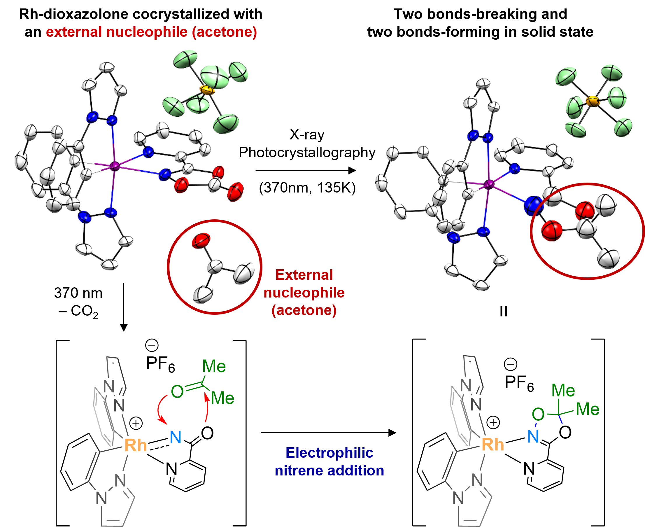 Figure 4. Crystallographic monitoring of rhodium-acylnitrenoid transfer
            The researchers additionally prepared a cocrystal of rhodium-dioxazolone and an acetone molecule, which allowed them to conduct further photocrystallographic analysis to monitor the nitrenoid transfer toward an acetone molecule as an external nucleophile. These results corroborate the electrophilic reactivity nature of the rhodium-acylnitrenoid intermediate.
            