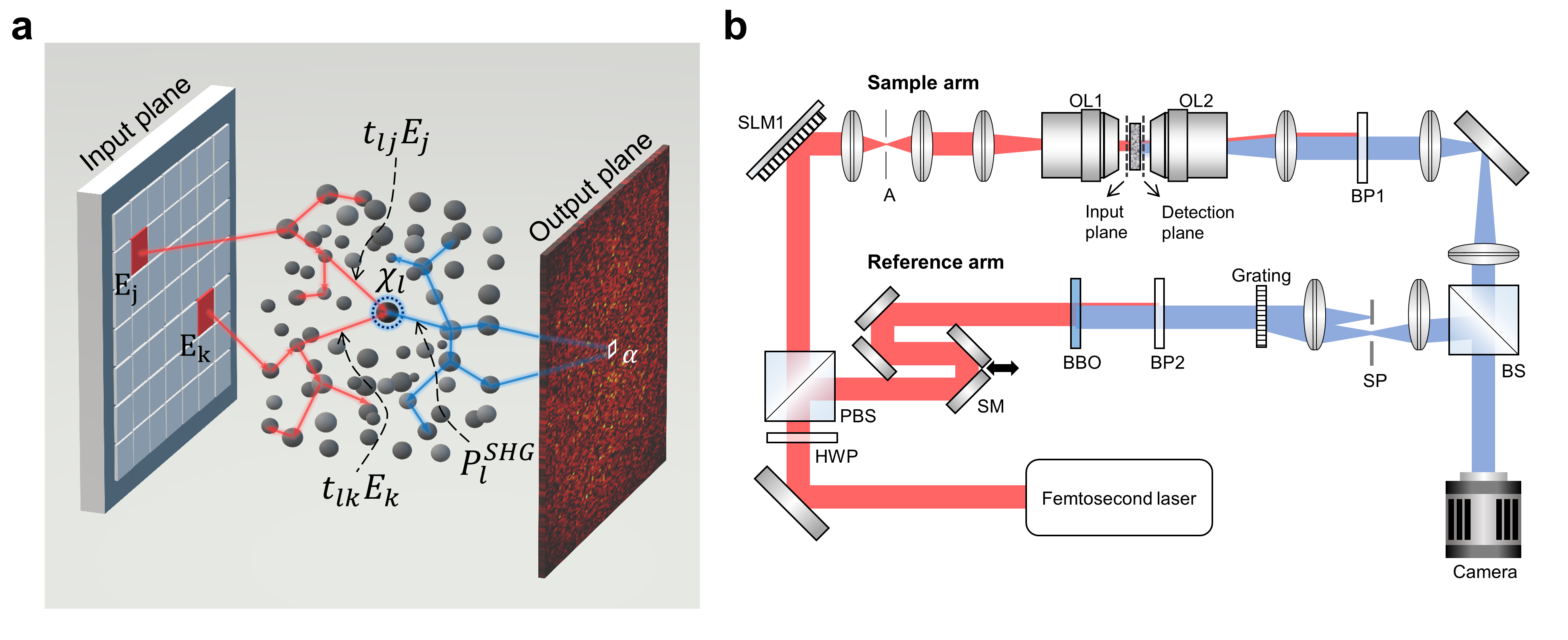 Figure 1. Nonlinear scattering wave propagation and measurement system
            The nonlinear scattering medium, as shown in (a), exhibits scattering and nonlinear modulation through nonlinear nanoparticles, making its response impossible to characterize using conventional linear matrices. To measure the nonlinear response, a nonlinear second-harmonic interference system, as shown in (b), was developed.