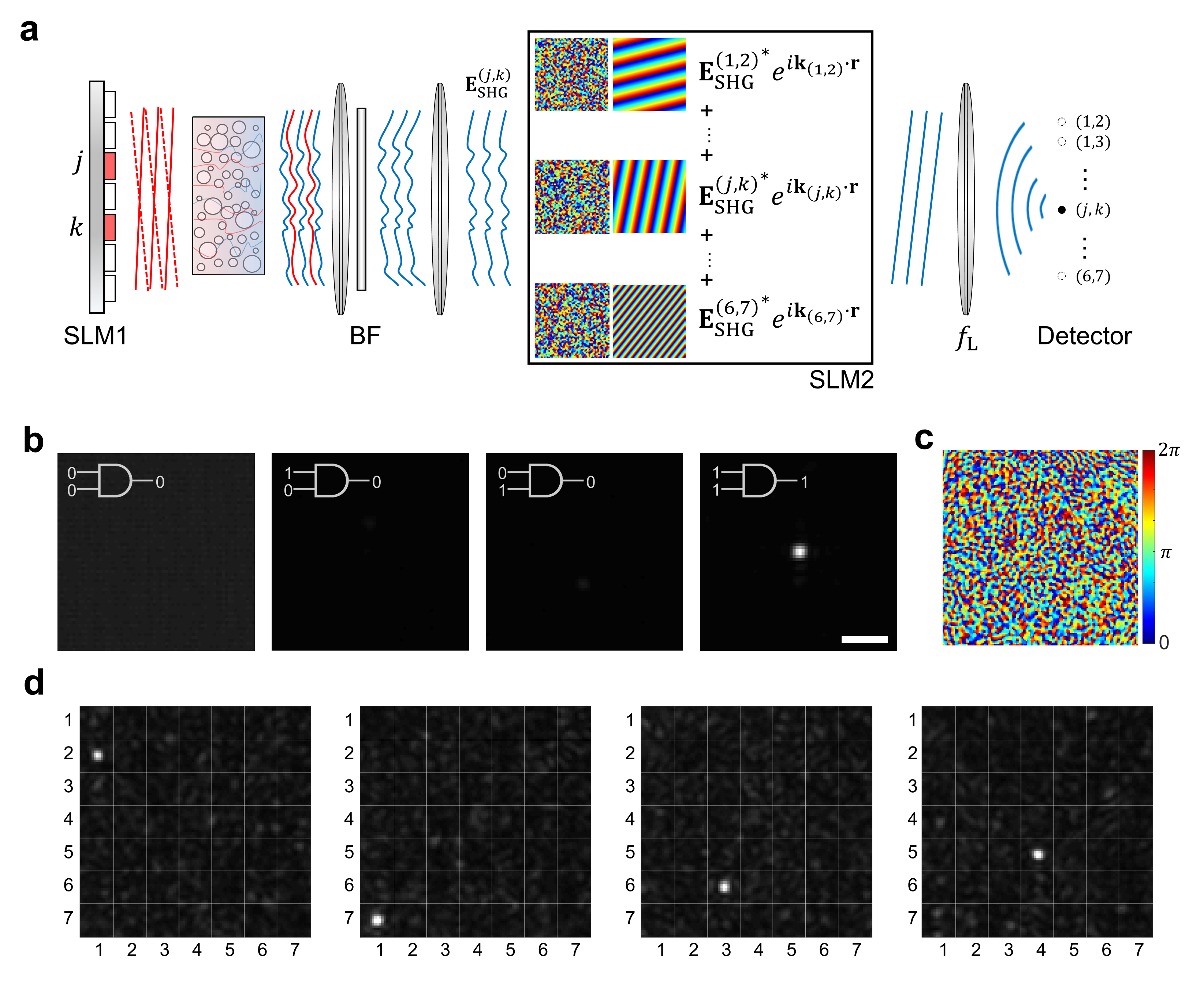 Figure 3. Nonlinear all-optical logic circuit
                (a) A nonlinear optical logic circuit was implemented using the digital phase-conjugation method with a nonlinear scattering medium. By utilizing the phase-conjugate field of the cross-term (c), it is possible to create an AND gate (b) that focuses light only when both input channels are active at the same time. Since all nonlinear input-output responses are recorded, it is also possible to implement a multi-channel AND gate as shown in (d).
                