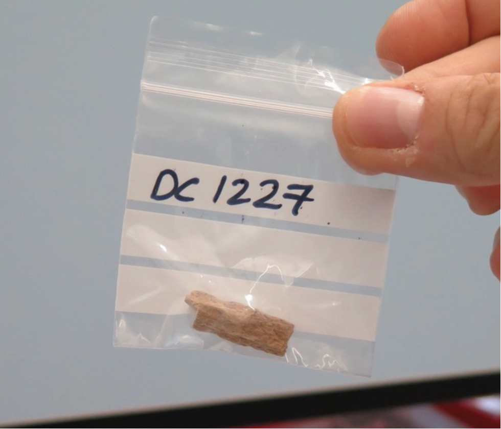 Fig. 1: Photo of the remaining Denisova 11 (Denny) bone fragment from Denisova Cave in Russia, that comes from a daughter to a Neanderthal mother and a Denisovan father. (Photo credit: Katerina Douka, Tom Higham).