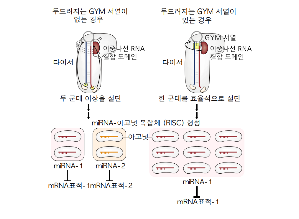 [그림 1] GYM 서열의 기능 (왼쪽) 만약 마이크로RNA 전구체가 GYM 서열을 갖고 있지 않다면, 다이서의 절단 효율과 정확도가 낮아집니다. 이 경우에는 여러 가지 다른 마이크로RNA들이 생성될 수 있으므로, 동일한 마이크로RNA 전구체로 다양한 기능을 수행할 수 있습니다. (오른쪽) 하지만, GYM 서열을 지니고 있는 경우, 다이서는 정확하고 효과적으로 마이크로RNA 전구체를 자를 수 있습니다. 이렇게 되면 마이크로RNA 생성이 촉진되고 유전자 발현을 효과적으로 조절할 수 있습니다.
