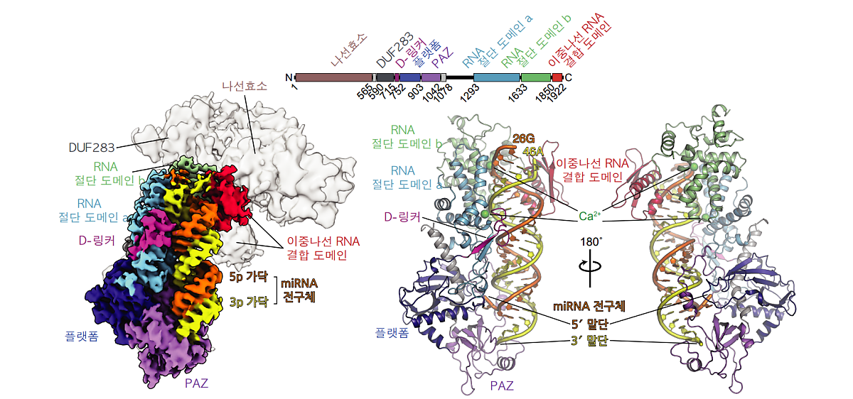 [그림 2] 다이서의 도메인 구성 모식도(위) 및 다이서-마이크로RNA 전구체의 활성화 상태 구조(아래) 다이서는 여러 도메인을 통해 마이크로RNA 전구체와 상호작용합니다. 비활성화(apo) 상태의 구조(옅은 회색)와는 달리, 마이크로RNA 전구체를 수용하기 위해서는 나선효소와 DUF283, dsRBD 도메인들이 큰 움직임을 필요로 합니다.