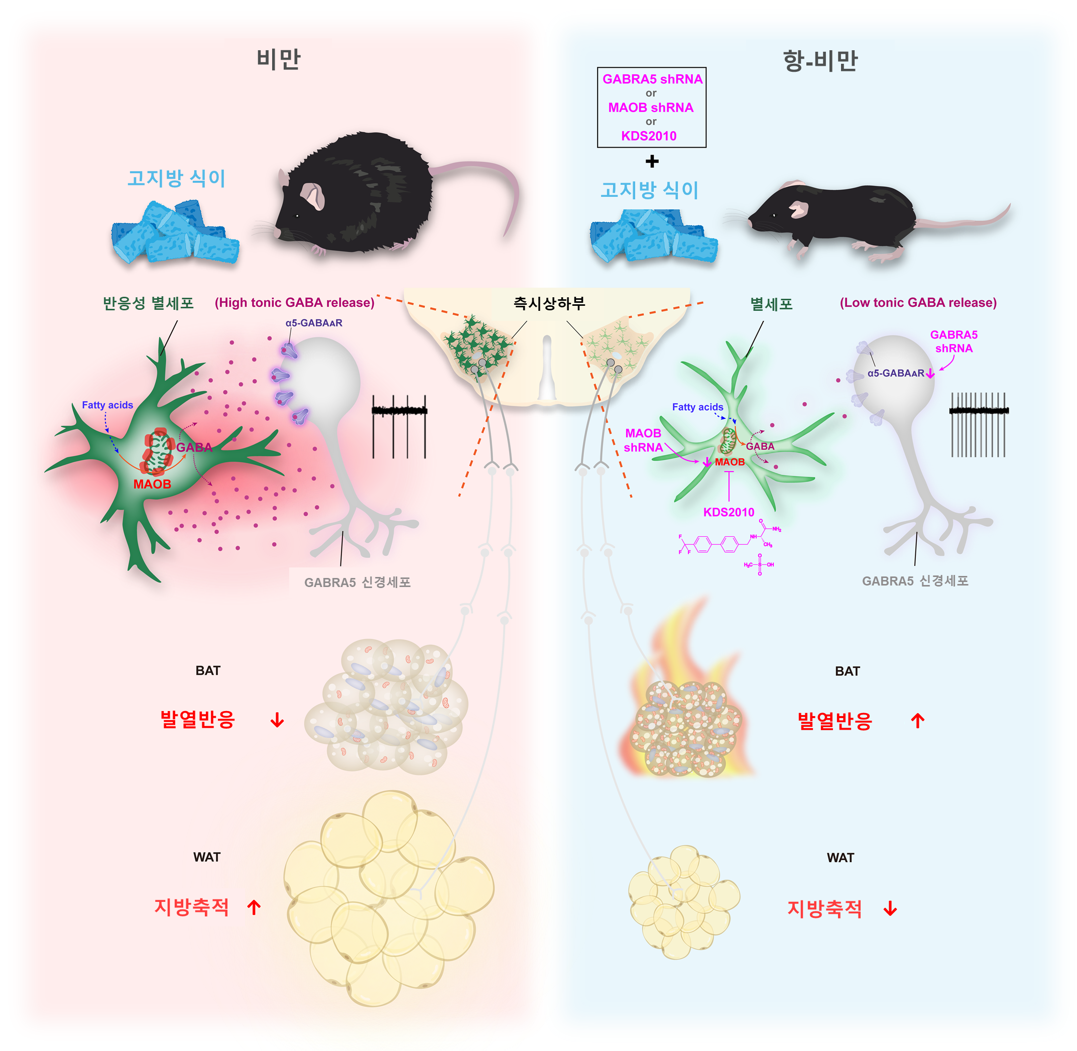 [그림1] 별세포의 지방 대사 조절 모식도
        (왼쪽) 장기간 고지방 식이를 섭취한 비만 생쥐 뇌의 측시상하부에 반응성 별세포의 마오비(MAO-B) 효소가 발현되어 지속성 가바(GABA)가 과생성 됨. 가바는 GABRA5 신경세포의 활성을 감소시켜 지방 대사를 억제(갈색 지방 조직의 열 생성 감소, 백색지방 축적 증가)해 체중을 증가시킴.
        (오른쪽) 별세포의 마오비 또는 GABRA5 유전자를 억제하거나, 마오비 억제제 KDS2010 투여하면 가바 분비가 줄어 GABRA5 신경세포가 활성화되고, 지방 대사가 촉진(갈색 지방의 열 생성 촉진, 백색지방 축적 감소)되어 체중을 감소시킴.