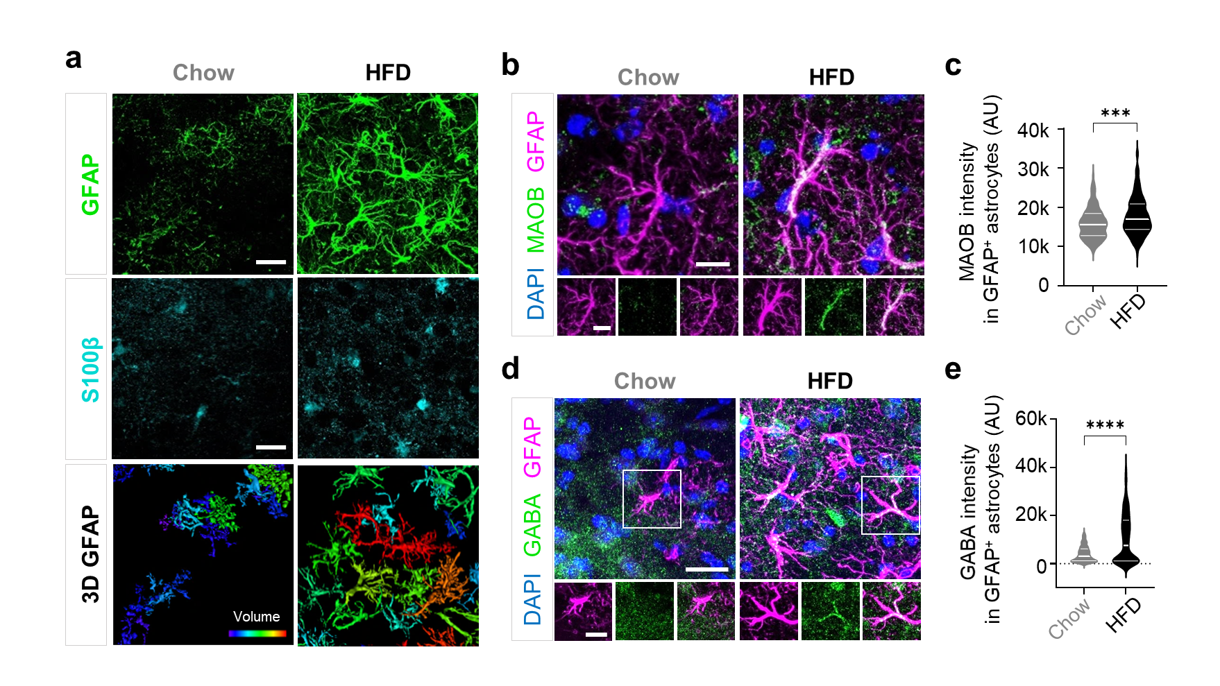 Figure 3. Astrocytes in LHA show hypertrophy in response to a high-fat diet. After consumption of a high-fat diet, molecular markers of astrocytes increase. Following the intake of a high-fat diet, the number and volume of astrocytes increase, leading to reactive astrogliosis. Subsequently, the expression of MAOB and GABA levels in astrocytes increases.