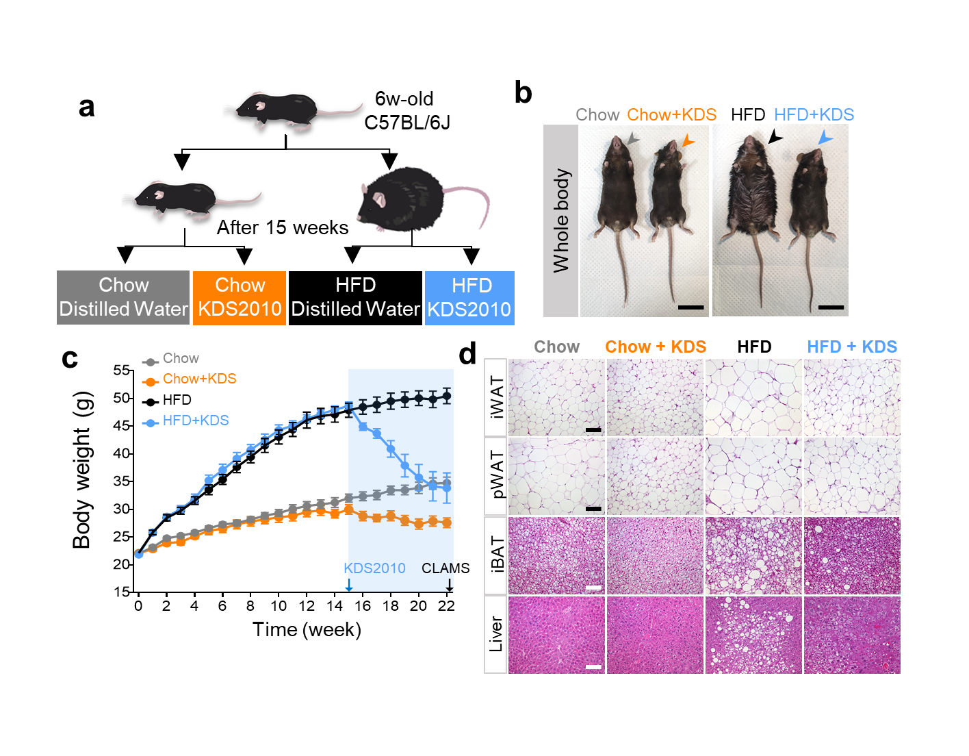 Figure 4. Reducing GABA production via MAOB reduces obesity. Mice were divided into two dietary groups: a regular diet and a high-fat diet. Each of these groups was further divided into two subgroups, one receiving distilled water and the other receiving KDS2010, resulting in a total of four groups. In both the regular diet and high-fat diet mice, a reduction in body weight was observed in the KDS2010-administered group. There was no change in dietary intake due to KDS2010 administration, but there was a reduction in fat after administration.