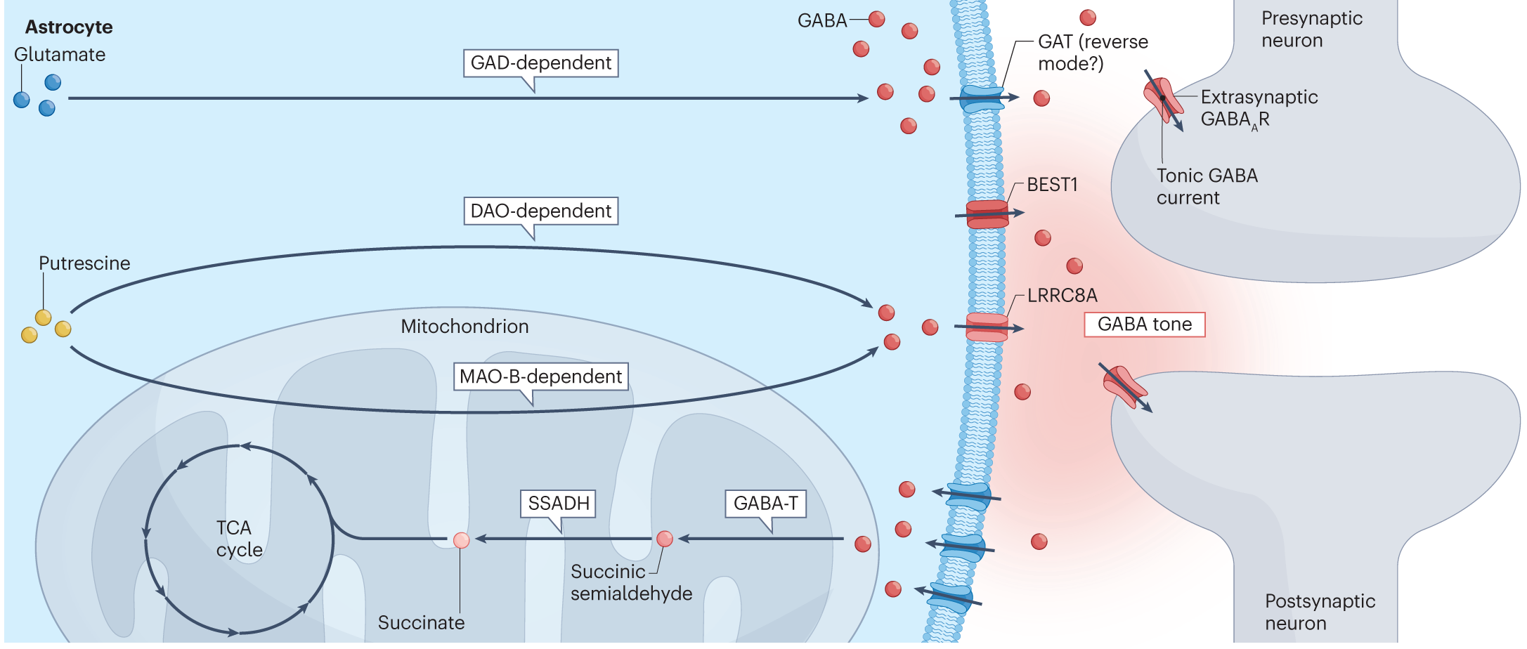 Figure 1. Once thought to be merely supporting cells in the brain, astrocytes now seem to be the most appropriate cells to regulate γ-aminobutyric acid (GABA) tone. Astrocytes have a positional advantage over other cell types because, as part of the tripartite synapse, they are located close to the extrasynaptic sites that largely regulate the induction of tonic GABA current in neurons. Moreover, astrocytes are distinct from other brain cells because they have at least one mechanism for synthesizing, releasing, and clearing GABA, and molecular studies have demonstrated that they, rather than neurons, regulate GABA tone in different brain regions. For example, cerebellar astrocytes use monoamine oxidase B (MAO-B) to synthesize GABA, and thalamic astrocytes use diamine oxidase (DAO) to synthesize GABA. Cerebellar, thalamic, hippocampal, and dorsal root ganglia astrocytes release GABA through BEST1, and ventral tegmental area (VTA) astrocytes release GABA through LRRC8A. That astrocytes have all three GABA regulatory mechanisms underscores their enormous role in regulating GABA tone. In other words, it suggests that changes in astrocytes (such as increased GABA synthesis, increased GABA release, or decreased GABA clearance) can directly lead to changes in GABA tone and modulate cognitive function. GABA-T, GABA transaminase; GAD, glutamate decarboxylase; GAT, GABA transporter; SSADH, succinic semialdehyde dehydrogenase; TCA, tricarboxylic acid.