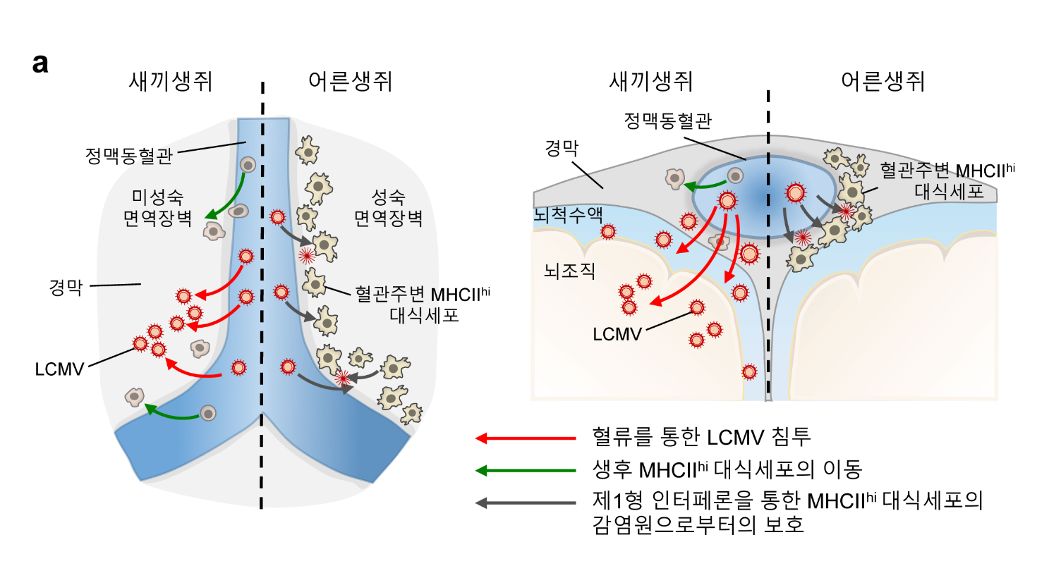 [그림 6] 경막의 특징 및 생후 정맥동혈관 주변으로 늘어나는 MHCIIhi 대식세포의 역할