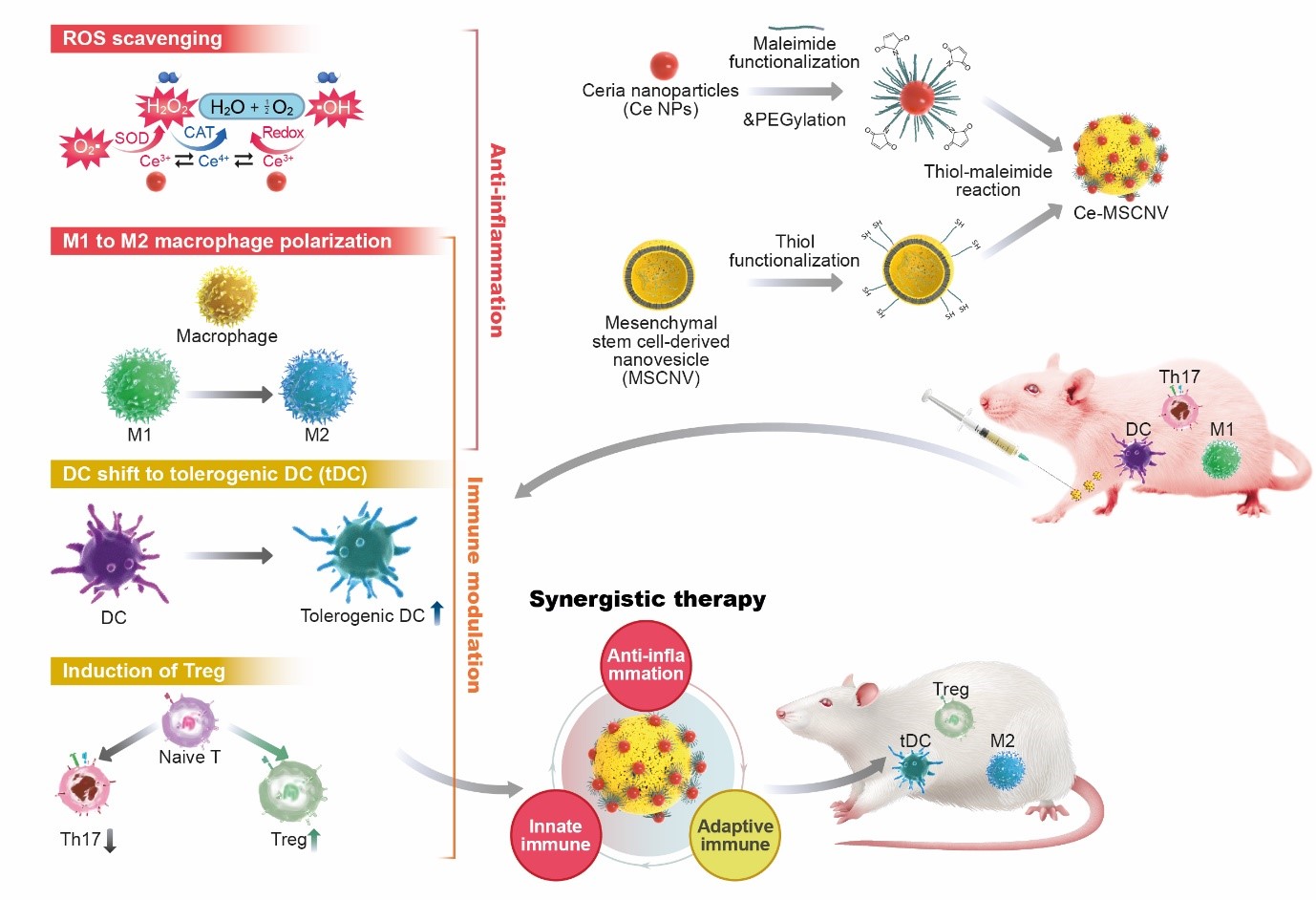 Figure 1. Schematic illustration of comprehensive and combination RA therapy by Ce-MSCNV nanoparticles. Ce-MSCNVs scavenge the over-produced ROS in an RA knee joint, induce M1 to M2 macrophage polarization for immediate relief of inflammation and symptoms, modulate DCs into tDCs, and finally induce Tregs.