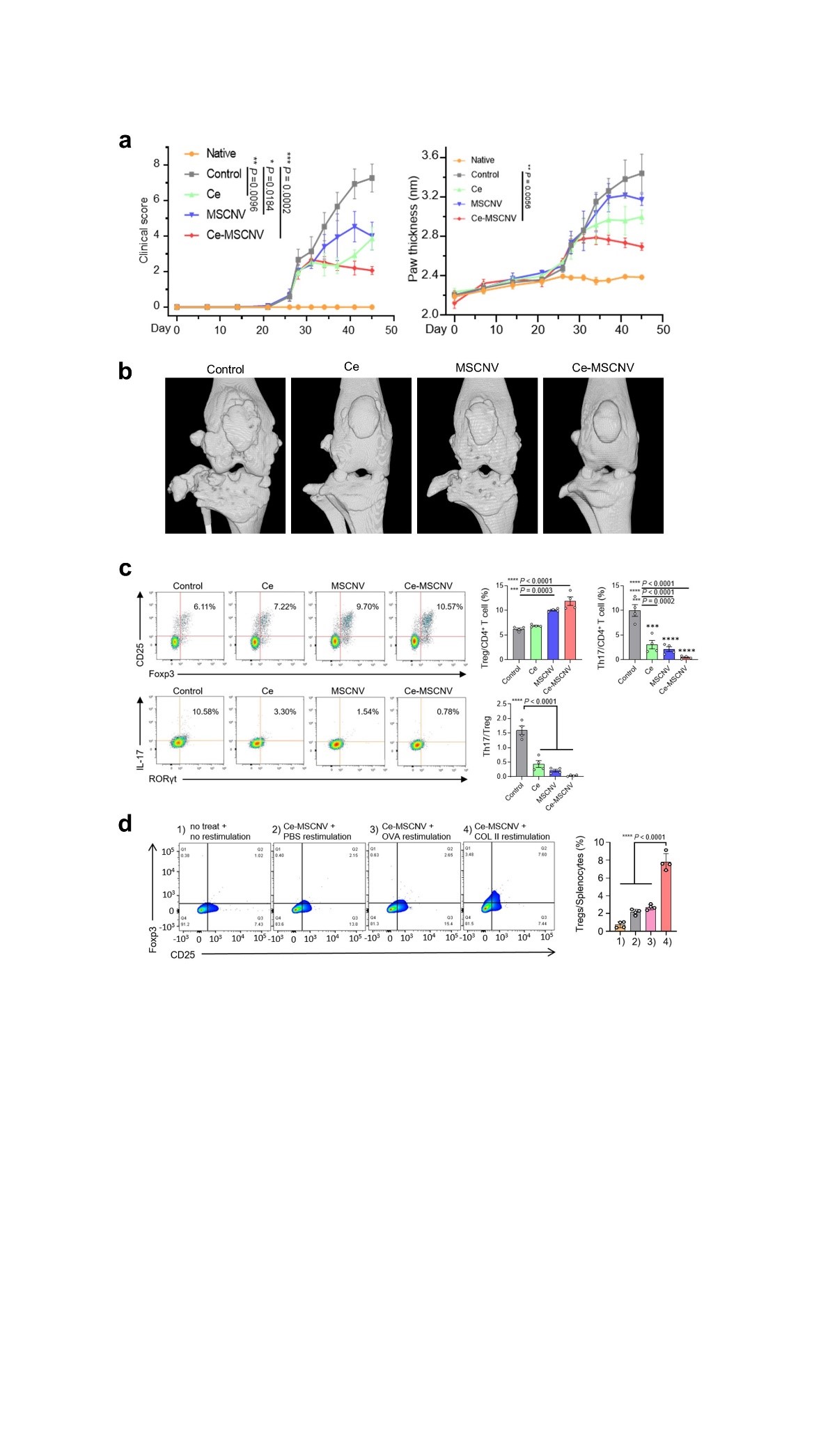 Figure 2. In vivo therapeutic effect and immune restoration by Ce-MSCNVs. (a) Clinical score and paw thickness were significantly reduced in the Ce-MSCNV treatment group. (b) The cartilage structure was well preserved in the Ce-MSCNV treatment group, unlike in the severely damaged control group. (c) Ce-MSCNVs effectively restored the Th17/Treg balance. (d) Tregs induced by Ce-MSCNVs demonstrate CIA-relevant antigen-specific immune suppression.