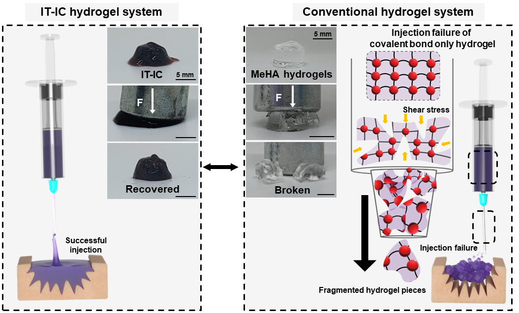 Figure 1. This new hydrogel system (IT-IC) can protect the gel from destruction by external forces. In conventional covalently crosslinked hydrogels (e.g., methacrylated hyaluronic acid, referred to as MeHA), fragmentation occurs due to the destruction of covalent bonds during the injection process, but IT-IC hydrogels maintain covalent bonds due to stress dissipation with multiple bonds containing biphenyl structure and allow injection into narrow areas.