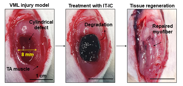 Figure 2. Illustrating the sequential progression of muscle damage and regeneration, these three images capture the transition from muscle loss (left) to hydrogel reinforcement (center) and ultimately successful muscle regeneration (right).