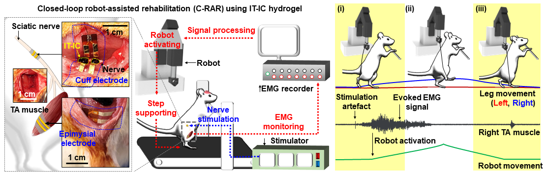 Figure 3. Schematic illustration showing the step-by-step operation of the C-RAR system, featuring IT-IC hydrogels, a robot, a treadmill, and self-healing stretchable cuff/epimysial electrodes. This system effectively raises the injured rat's right foot through precise EMG signal monitoring and controlled electrical nerve stimulation.