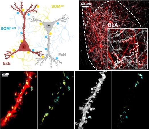 Figure 1. Labeling of intraregional synapses using LCD-eGRASP in the basolateral amygdala (BLA). Engram cells (Red), Non-engram cells (White), synapses from activated inhibitory interneurons (yellow), and synapses from non-activated inhibitory interneurons (cyan).