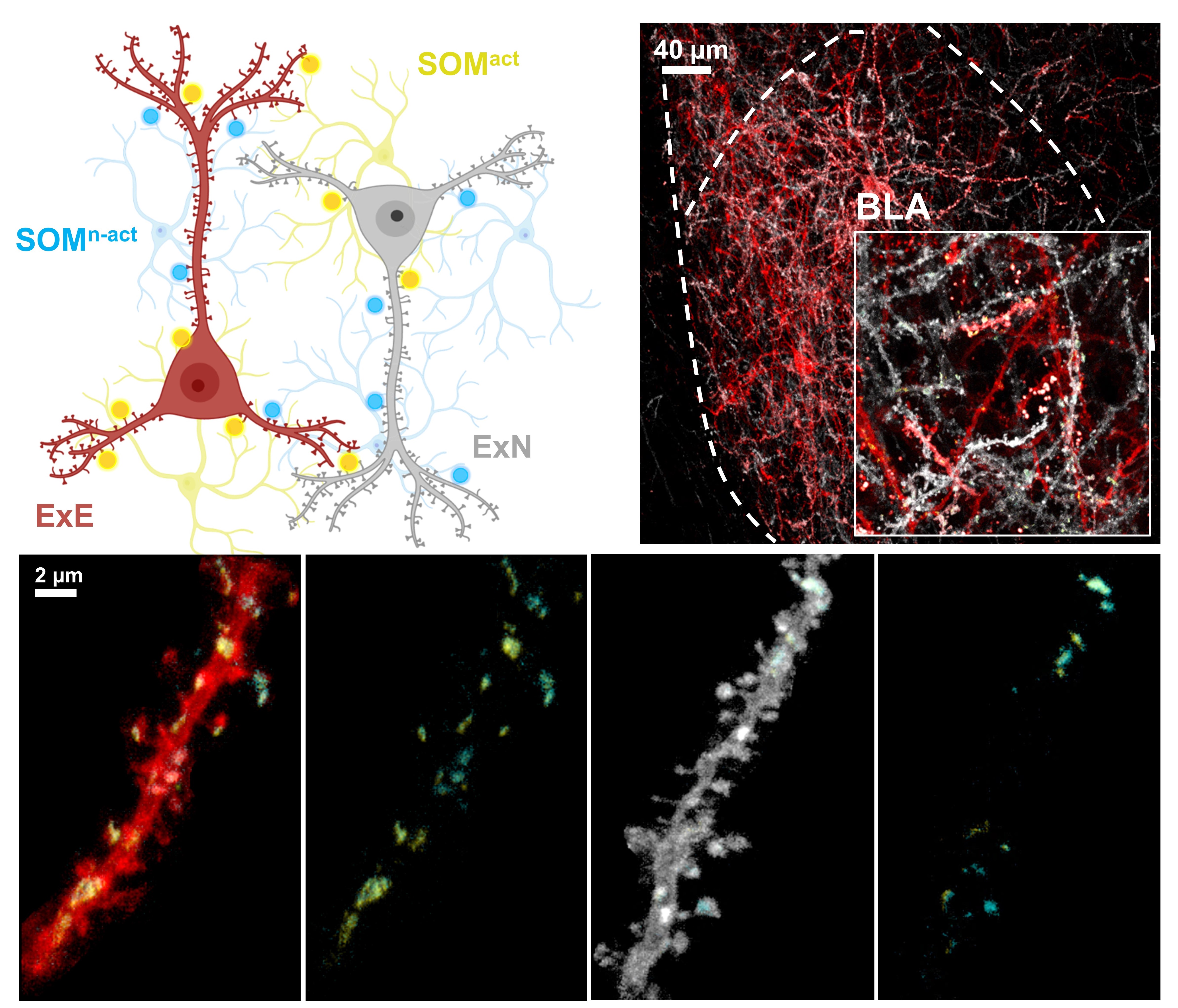 [그림] 기저외측편도체 내의 시냅스 표지
            LCD-eGRASP 기술을 이용한 기저외측편도체 내 인접한 뉴런 간 연결 시냅스 표지하여 기억저장세포(붉은색), 비기억저장세포(흰색), 활성화된 억제성 뉴런의 시냅스 연결(노란색), 활성화되지 않은 억제성 뉴런의 시냅스 연결(청록색)을 확인할 수 있다.