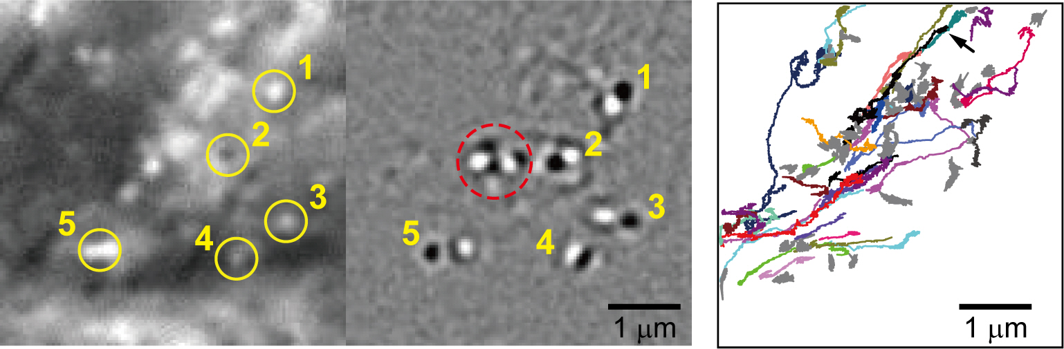 Figure 3. A) Traffic jams at the intersection of the cytoskeleton in a local area within a cell. This figure captures a traffic congestion event evidenced by cargo crowding and suppressed mobility. (left) Static background removed (SBR-) iSCAT and (right) time-differential (TD-) iSCAT imaging techniques. Notably, both bright and dark spots in the SBR-iSCAT image (highlighted by numbered yellow circles) correspond to dynamic cargos observed in the TD-iSCAT image. Within the red circle in the TD-iSCAT image, a cluster of cargos experiences a bottleneck. B) A total of 83 trajectories of cargo continuously tracked over 500 frames in 9,000 consecutive SBR-iSCAT images are drawn. Among these trajectories, those of 49 cargos displaying sub-diffusive motion are depicted in gray.
