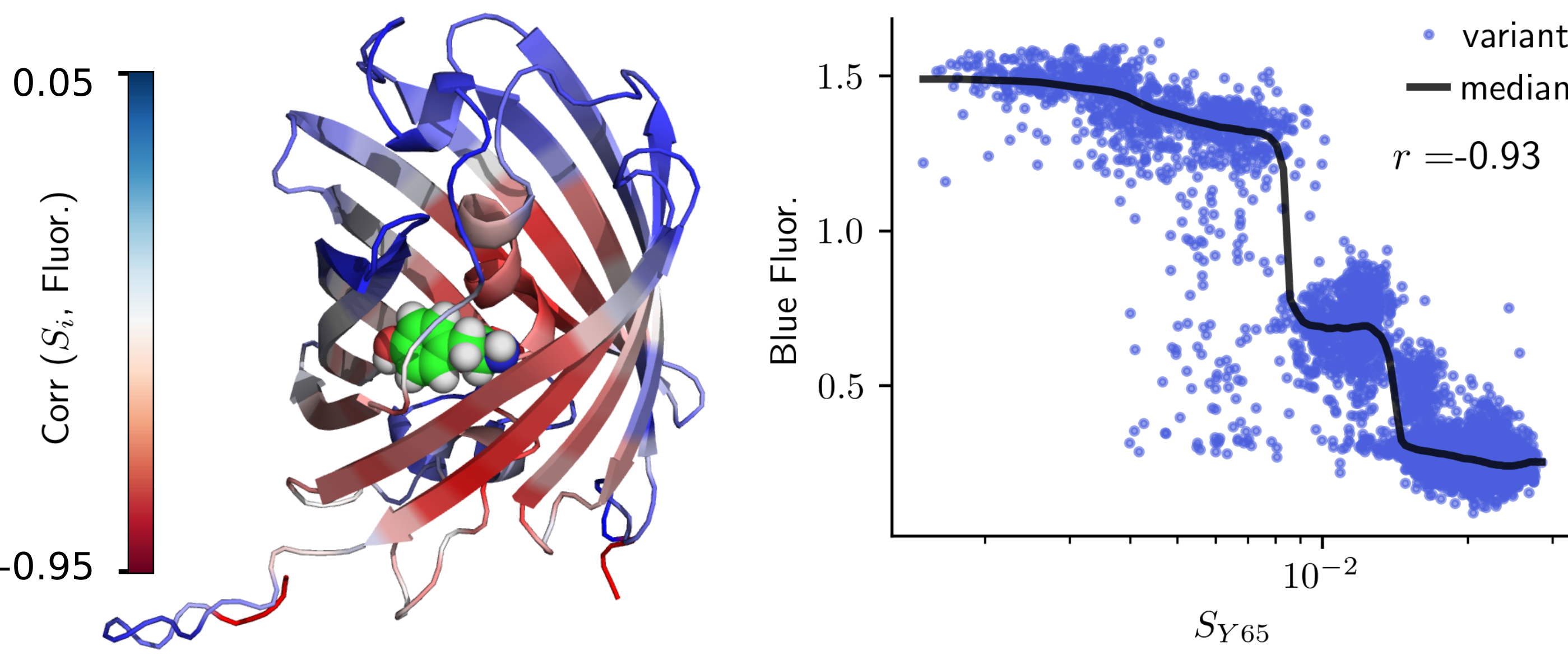 Figure 2. The structure of the blue fluorescent protein is shown, colored according to how well strain at each residue correlates with fluorescence. The atoms of the tryptophan residue (Y65) that bind to a chromophore are shown by spheres. Deformation at this residue, SY65, leads to decreases in fluorescence in a two-step manner.