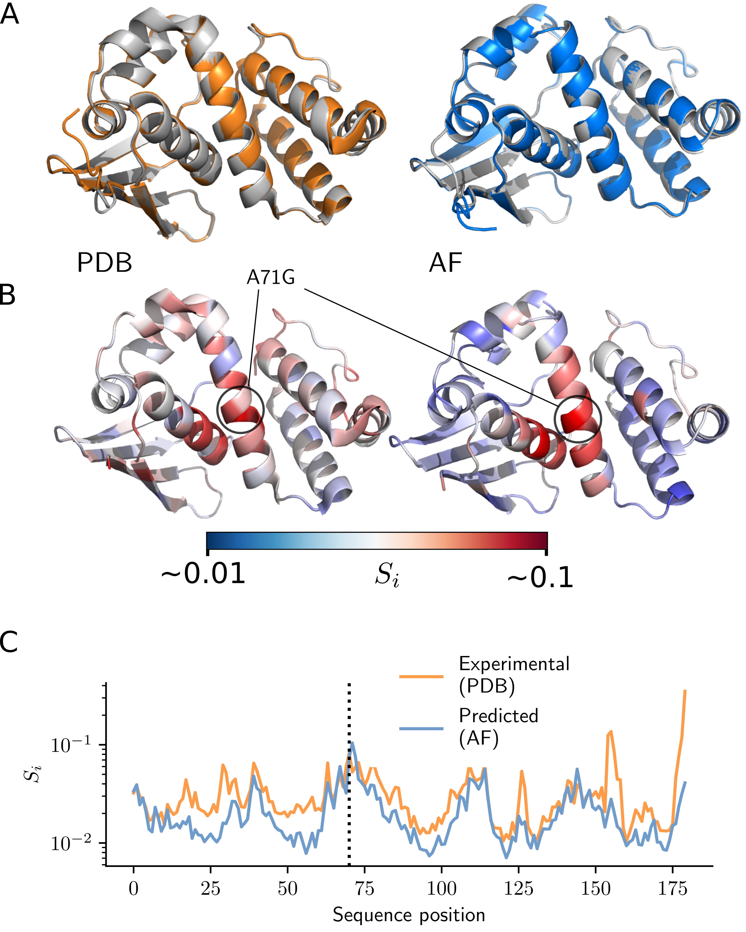 Figure 1. A: Overlaid wild-type (grey) and mutant (color), experimental (orange), and predicted (blue) structures of H-NOX protein. B: Wild-type protein with residues colored by strain (a measure of structural deformation), Si; the location of the mutation (residue 71 is mutated from alanine (A) to glycine (G)) is indicated. C: Strain, Si, per residue along the protein sequence for both experimental and predicted structures; mutation location is indicated with the dotted line.