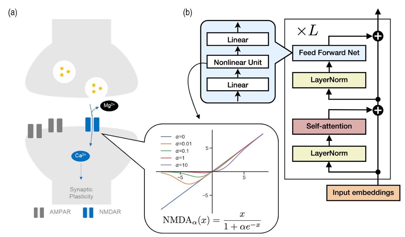 Fig. 1: 
        (a) Diagram illustrating the ion channel activity in post-synaptic neurons. AMPA receptors are involved in the activation of post-synaptic neurons, while NMDA receptors are blocked by magnesium ions (Mg²⁺) but induce synaptic plasticity through the influx of calcium ions (Ca²⁺) when the post-synaptic neuron is sufficiently activated. (b) Flow diagram representing the computational process within the Transformer AI model. Information is processed sequentially through stages such as feed-forward layers, layer normalization, and self-attention layers. The graph depicting the current-voltage relationship of the NMDA receptors is very similar to the nonlinearity of the feed-forward layer. The input-output graph, based on the concentration of magnesium (α), shows the changes in the nonlinearity of the NMDA receptors.
        