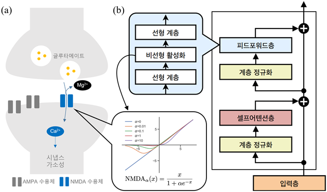 [그림 1] 트랜스포머 모델에서 뇌 NMDA 수용체의 비선형성 활용
            (a) 시냅스 후 신경세포의 이온 채널 활동을 나타내는 도식.
            AMPA 수용체는 시냅스 후 신경세포 활성화에 관여하며, NMDA 수용체는 마그네슘 이온 (Mg2+) 에 의해 차단되어 있으나, 시냅스 후 신경세포가 충분히 활성화되면 칼슘 이온(Ca2+) 유입을 통해 시냅스 가소성을 유도한다.
            (b) 트랜스포머 모델 내에서 계산 과정을 나타낸 흐름도.
            피드포워드층, 계층 정규화, 셀프어텐션층 등의 단계를 통해 정보가 순차적으로 처리된다.
            말풍선 속은 NMDA 수용체의 비선형적 특징을 모사해 연구진이 새로 개발한 함수.
            마그네슘 농도 (α) 값에 따른 입력-출력 그래프는 NMDA 수용체의 비선형성 변화를 보여준다. 이 함수를 기존 트랜스포머 모델에 적용해 인공지능의 기억 통합 능력이 향상됨을 확인했다.