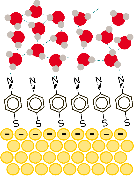Figure 1. Schematic figure representing the organic molecules adsorbed on a gold surface and water molecules near the gold electrode. 