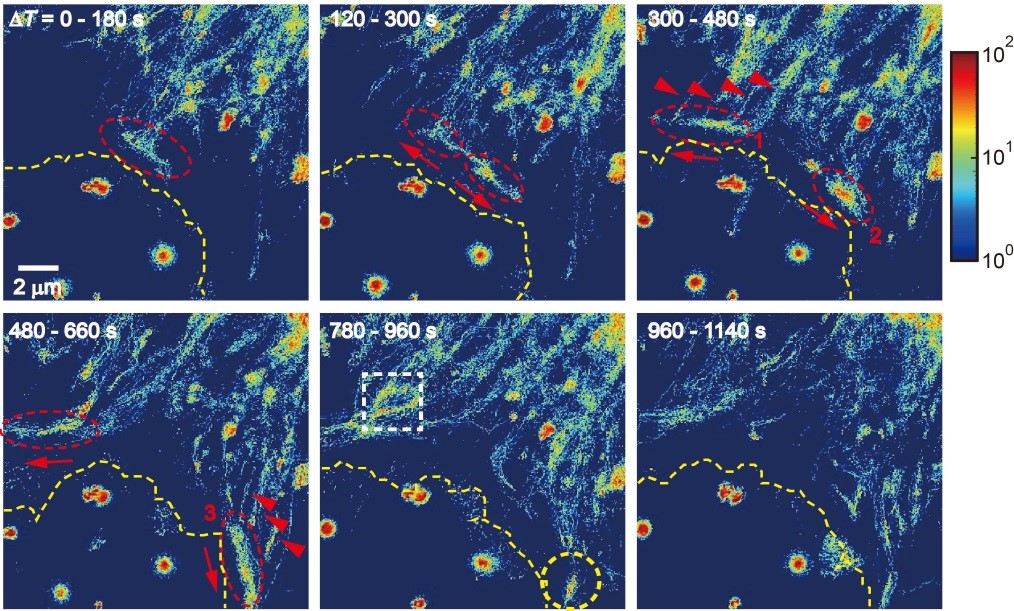 [Figure 1] Traffic patterns of vesicles within the cell observed using interference microscopy. Each image is reconstructed from the moving positions of vesicles obtained from videos captured at a speed of 50 frames per second over 180 seconds. The colors in the images represent the number of vesicles observed at each fixed pixel position during the corresponding time, indicating the traffic density of vesicles on the cellular protein network.