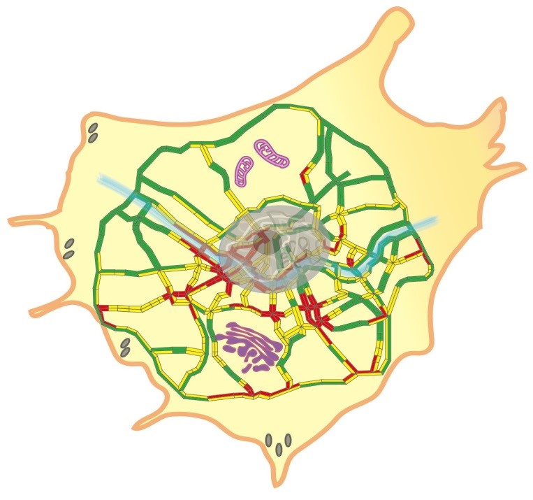 [Figure 2] Representation of vesicle traffic within cellular networks resembling the road traffic pattern in Seoul. The observed traffic phenomenon during vesicle transport within the cell closely resembles the common road traffic experiences in large human cities. Consequently, the structure of the protein network composing the inner cellular environment was modeled to mimic the road network structure within Seoul, including both inner city and outer suburban areas. The red segments on the network represent high-traffic regions, while the green segments indicate smooth traffic flow areas.