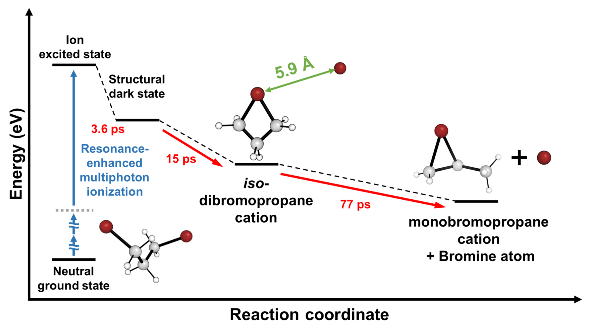 Figure 3. Overall Structural Dynamics of DBP during Resonance-Enhanced Multiphoton Ionization 