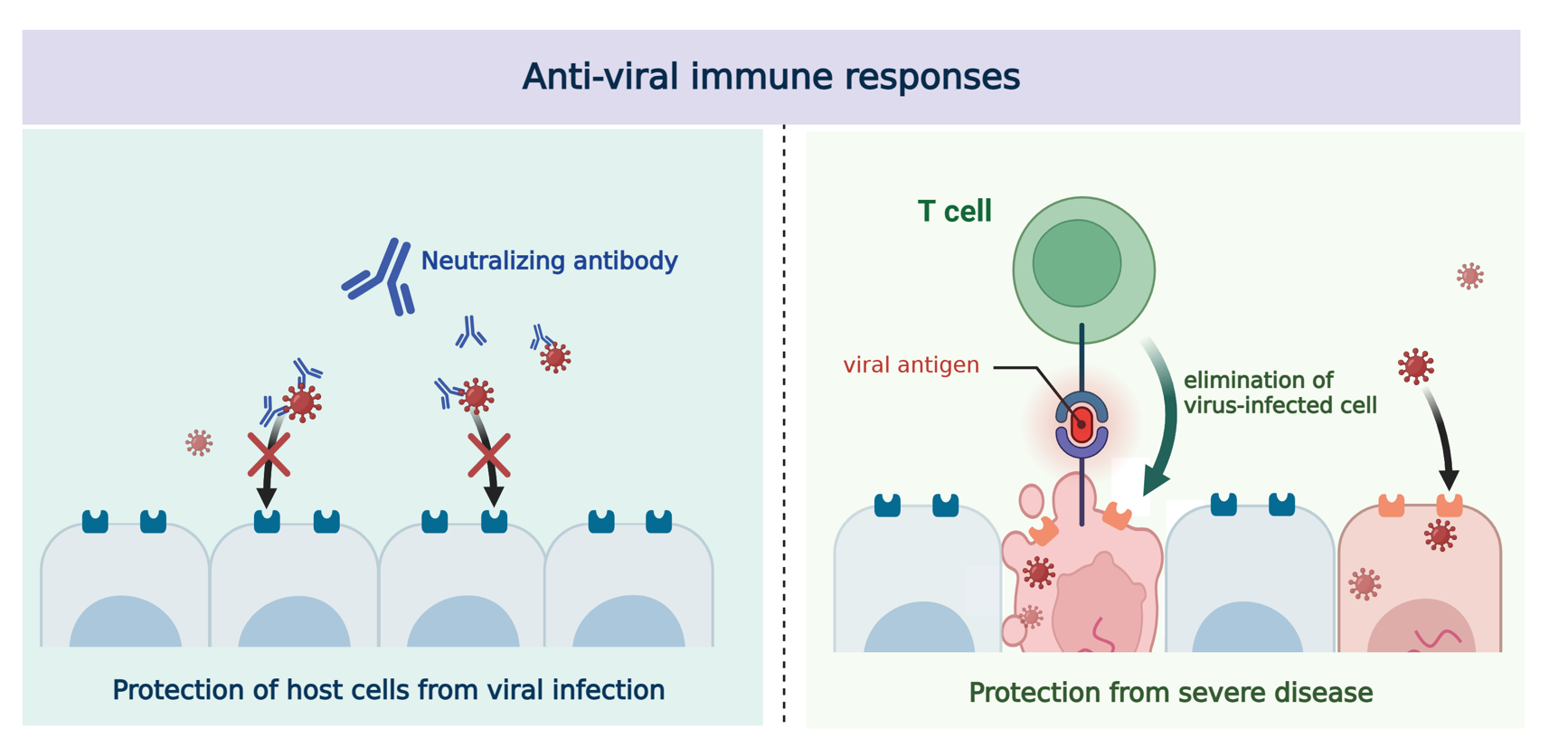 Figure 1. Immunological role of the neutralizing antibodies and memory T cells