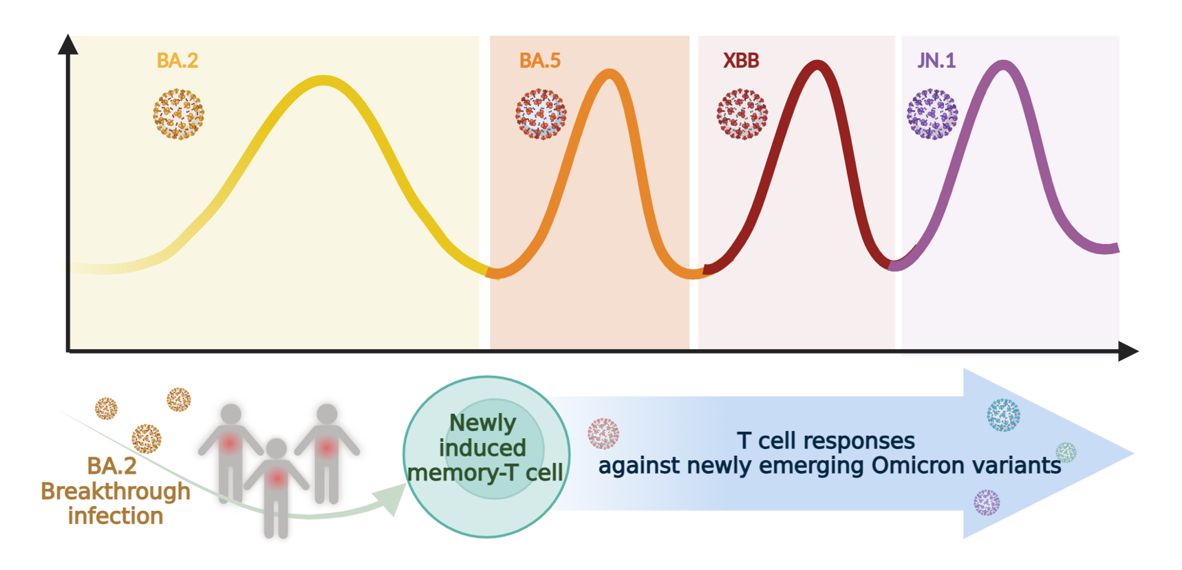 Figure 2. Memory T cells formed during Omicon breakthrough infection also react to newly emerging Omicron variants