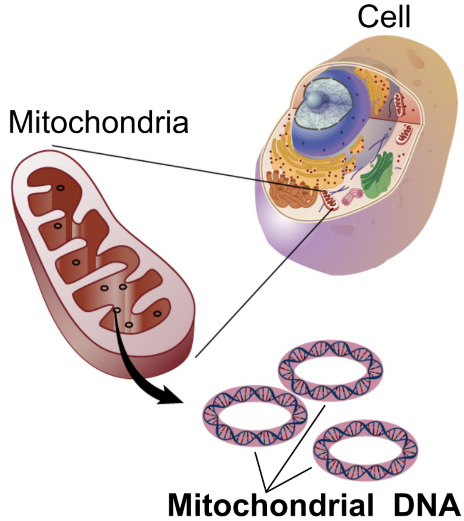 [그림 1] 진핵세포의 미토콘드리아 DNA (출처: wikipedia; mtichondrial DNA)
