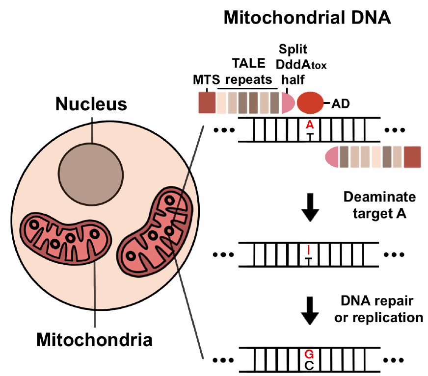 [그림 4] 아데닌 염기 교정 기술 모식도. 아데닌 염기 교정 기술인 TALED는 미토콘드리아 DNA에 붙어서 A를 G로 염기 교정하게 됩니다. MTS는 미토콘드리아로 선도하는 서열, TALE repeats는 DNA에 붙는 결합 단백질, Split DddA와 AD는 모두 탈아민 효소입니다. (출처 Cell)