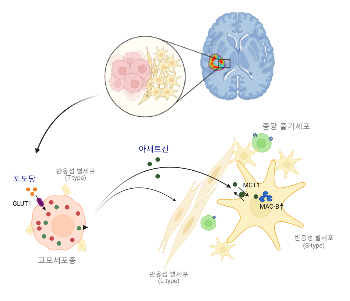 [그림 1] 종양 미세환경에서 종양세포 유래 아세트산을 이상 과다 흡수하여 일어나는 반응성 별세포화 기전