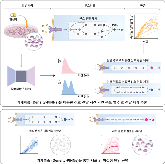 [그림 1] 기계학습방법론(Density-PINNs)을 통한 세포 간 이질성 원인 규명