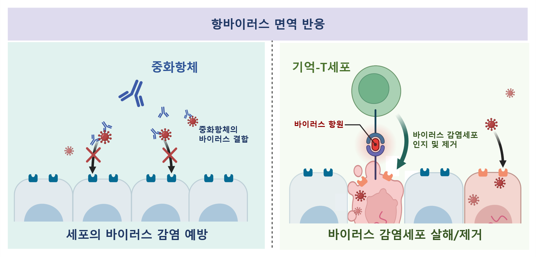 [그림1]  중화항체와 기억-T세포의 항바이러스 면역 기능