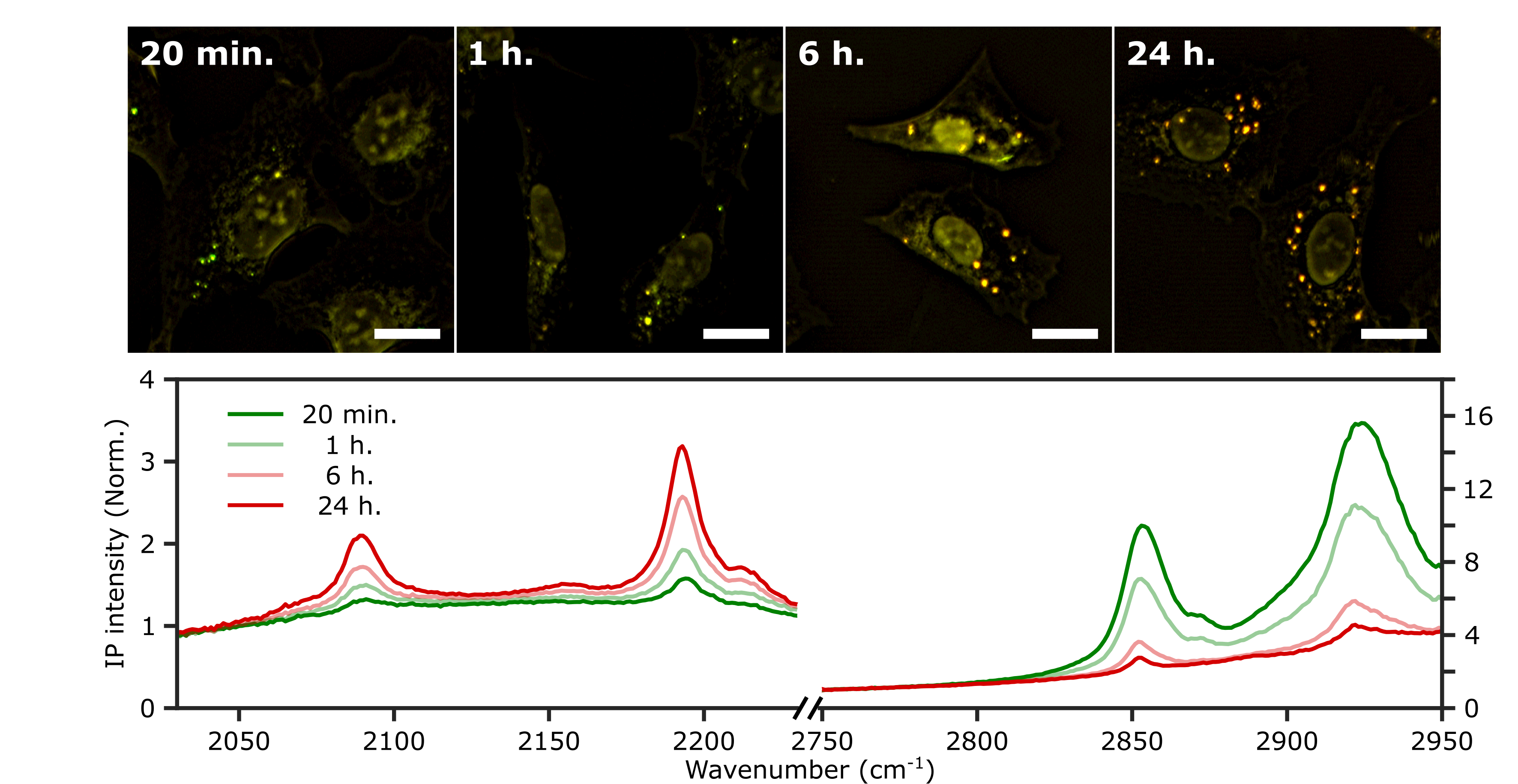 Figure 3. Investigation of the LDs with time. Two-color (excitation: 2,193 cm-1 and 2,855 cm-1) IP images of fixed U2OS cells were measured at different time points after PA-d31 administration. PA-d31 treatment times were indicated in the upper left corner of each image. The color scheme is the same as in Figure 2A. Each scale bar indicates a length of 20 μm. Corresponding IP spectra of LDs were also measured. The y-axis scales in the two regions (2,030 cm-1 to 2,230 cm-1 and 2,750 cm-1 to 2,950 cm-1) are adjusted differently to enhance clarity.