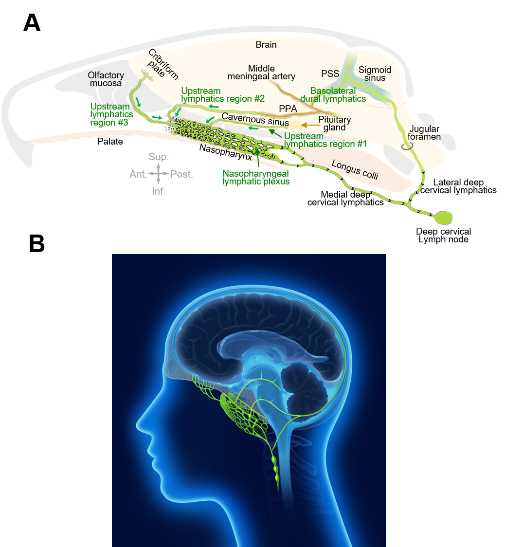 Figure 1. Connections of nasopharyngeal lymphatic plexus and features of deep cervical lymphatics
    A. The drawing shows intracranial upstream lymphatic regions #1, #2, and #3 that drain through the nasopharyngeal lymphatic plexus (NPLP) en route to medial deep cervical lymphatics and deep cervical lymph nodes in mice. Upstream lymphatic region #1 includes lymphatics near the pituitary gland and cavernous sinus that drain to the NPLP. Upstream lymphatic region #2 includes lymphatics in the anterior region of the basolateral dura near the middle meningeal artery and petrosquamosal sinus (PSS) that course along the pterygopalatine artery (PPA) to the NPLP. Upstream lymphatic region #3 includes lymphatics near the cribriform plate that drain to lymphatics in the olfactory mucosa en route to the posterior nasal lymphatic plexus and NPLP. In contrast, lymphatics in the posterior region of the basolateral dura around the sigmoid sinus do not drain to the NPLP but instead, pass through the jugular foramen to lateral deep cervical lymphatics en route to deep cervical lymph nodes. Anatomical positions are indicated in the lower corner. Ant., anterior; Post., posterior; Sup., superior; Inf., inferior anatomical position.
    B. The drawing highlights the lymphatic connections of the nasopharyngeal lymphatic plexus to the deep cervical lymphatics and deep cervical lymph nodes for cerebrospinal fluid in humans, based on the findings obtained from the mice and monkeys in this study.