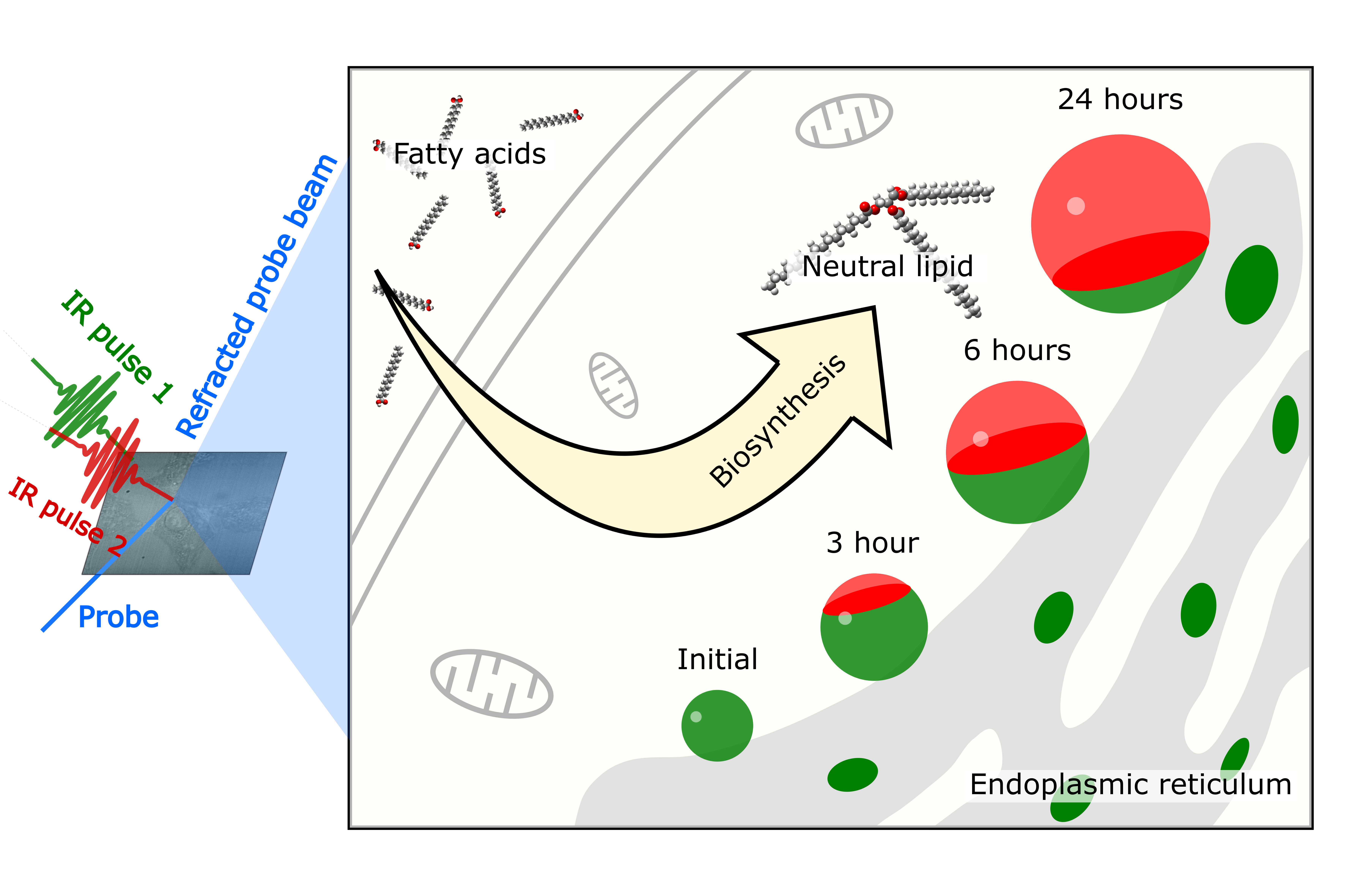 [그림 2] 이중 색상 적외선 광열 현미경법을 이용한 세포 내 지질 합성 과정 연구