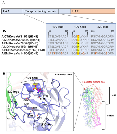 [그림1] 조류 인플루엔자 바이러스의 숙주 세포 수용체 결합 부위