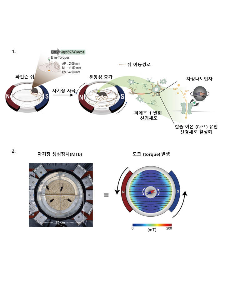 [그림1] 나노-자기유전학 기반 DBS(뇌심부자극술)
            1. 뇌 특정 지역인 시상하핵(Subthalamic Nucleus) 신경세포에 유전 공학을 통해 발현된 피에조-1 이온 채널에 자성나노입자가 결합한다. 자기장 자극을 가하면 자성나노입자가 토크 힘을 발생시켜 피에조-1 이온 채널을 연다. 이는 칼슘 이온의 유입과 신경세포 활성화로 이어진다.
            2. 나노-자기유전학에 사용되는 회전 자기장 생성 장치의 실제 사진 (좌) 및 자기장 시뮬레이션 (우). 넓은 영역에 생성되는 균일한 25 mT 자기장을 회전시켜서 살아 있는 동물의 뇌 속에 주입된 자성나노입자의 회전에 의한 토크 힘 발생을 유도한다. 넓은 영역에서 동물이 물리적 제약 없이 자유롭게 행동하며 자기장 자극을 받을 수 있다. 