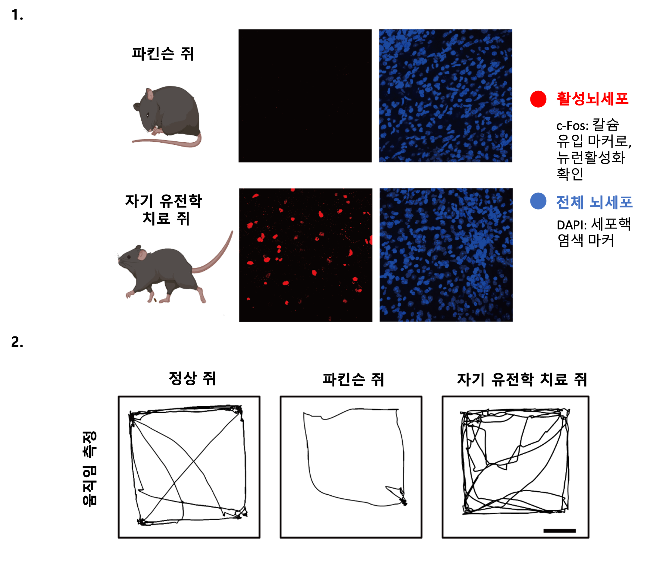 [그림2] 나노-자기유전학을 이용한 DBS의 파킨슨병 운동 장애 치료 효과
            1. 나노-자기유전학 DBS에 의한 뇌 심부 시상하핵(Subthalamic Nucleus) 지역의 신경세포 활성화 증가. 자기장 자극에 의해 나노입자가 전달한 힘이 피에조-1을 열고 신경세포의 활동을 증가시켜 핵 내 c-Fos 신호를 증가시킴.
            2. 파킨슨 쥐는 운동성 장애가 있어 움직임이 적음. 나노-자기유전학 DBS 치료를 받은 파킨슨 쥐는 정상 쥐와 비슷한 수준의 활발한 움직임을 보임. 