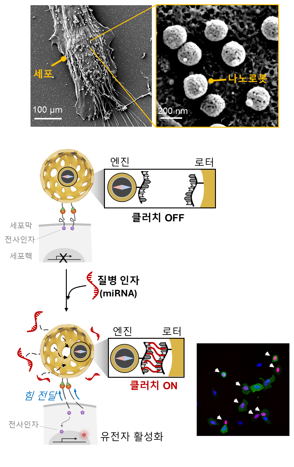 [그림 4] 질병 인자를 감지하여 작동하는 클러치 나노로봇