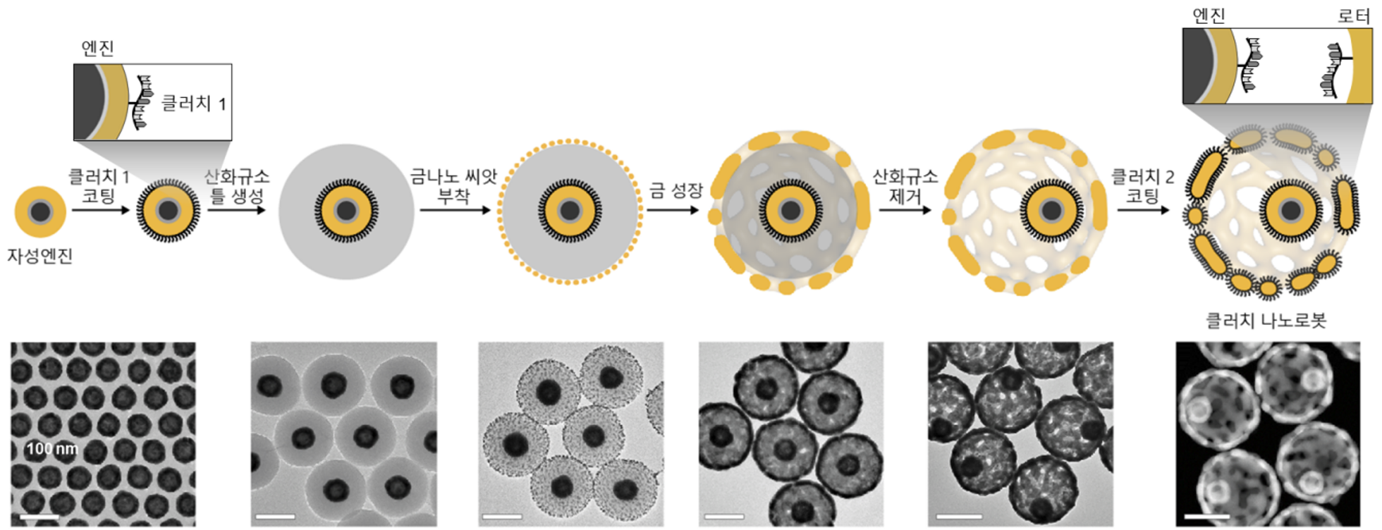 [그림 5] 클러치 나노로봇의 합성 과정